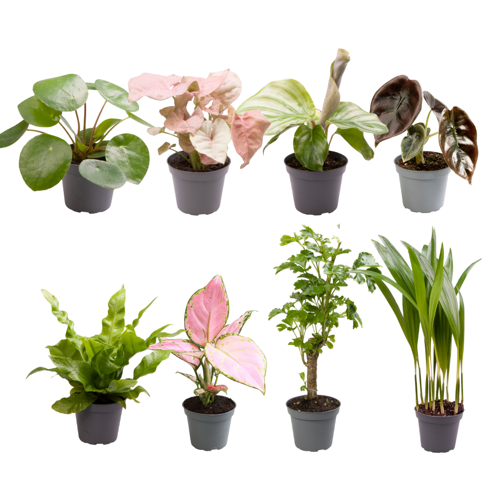Babypflanzen-Überraschungsbox - Ø6cm - ↕5cm - x8 - Plantabulous