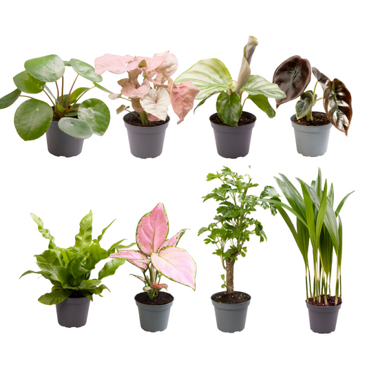 Babypflanzen-Überraschungsbox - Ø6cm - ↕5cm - x8 - Plantabulous