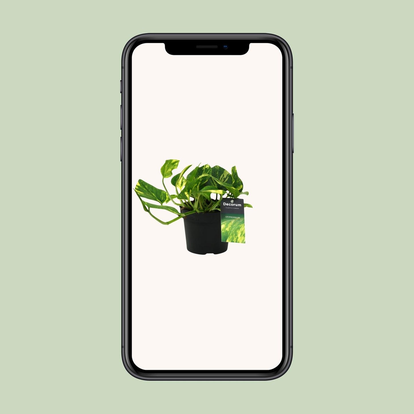 Efeutute – Scindapsus 'N'Joy Gold' (Epipremnum) – ↑25 cm – Ø12 cm