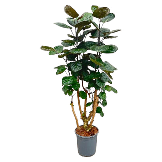 Aralienbaum – Polyscias scutellaria 'Fabian' – 130 cm – Ø24 cm - Plantabulous