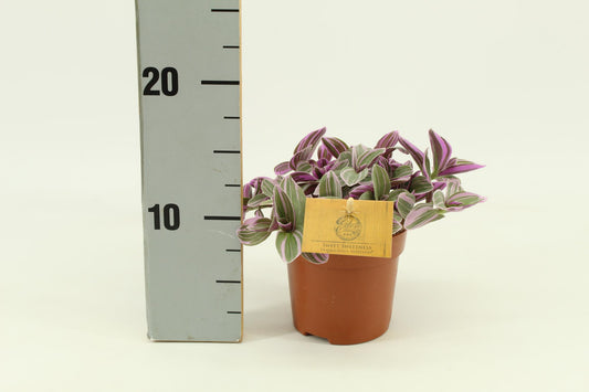 Tradescantia Sweetness 10,5cm - Ø10,5cm - ↕10cm - Plantabulous