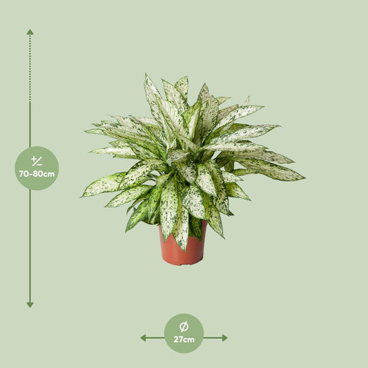 Schweigrohr – Dieffenbachia 'Vesuvius' – ↑80 cm – Ø27 cm