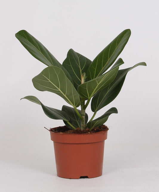 Feigenbaum – Ficus Bengalensis – ↑25 cm – Ø12 cm