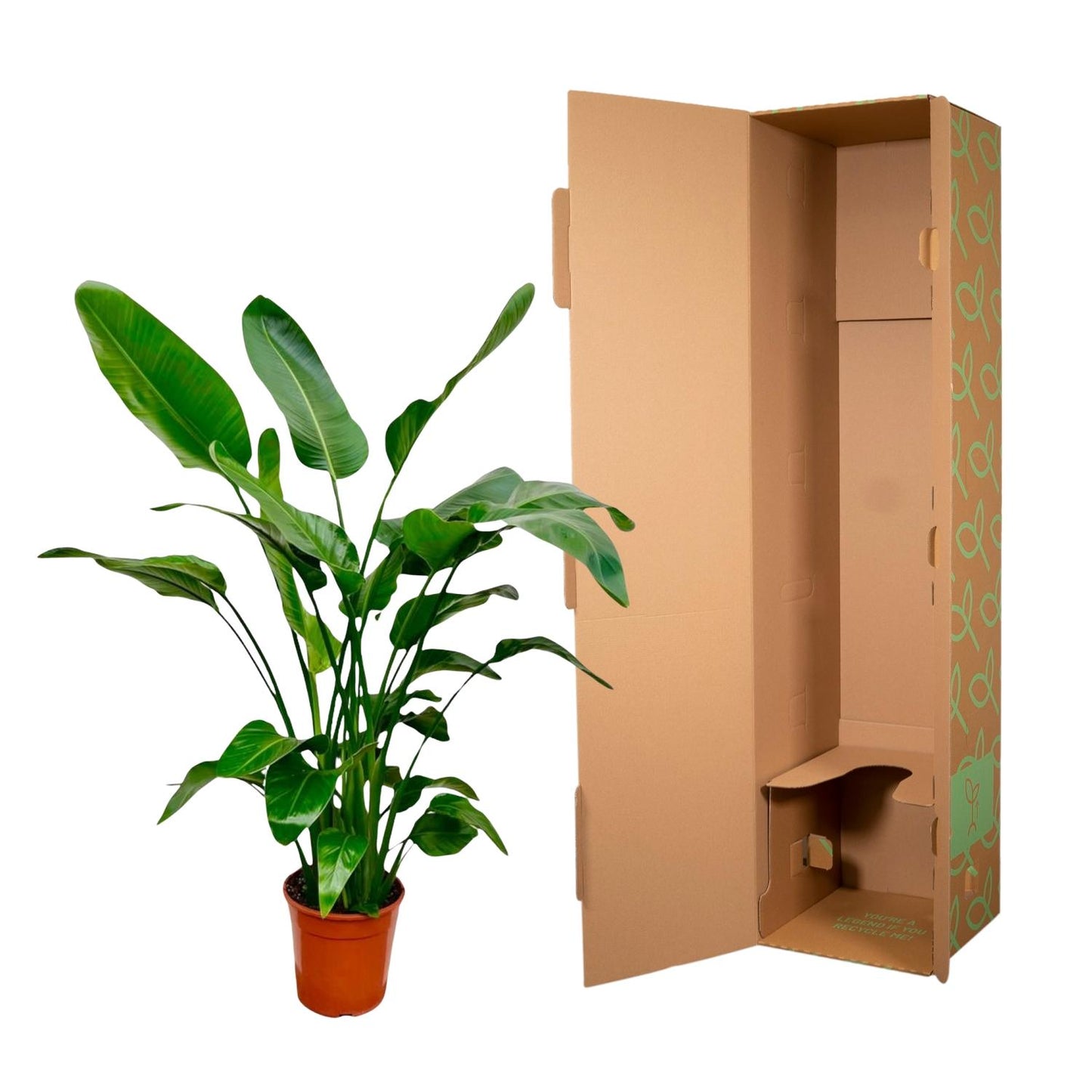 Baumstrelitzie – Strelitzia nicolai – 150 cm – Ø24 cm - Plantabulous