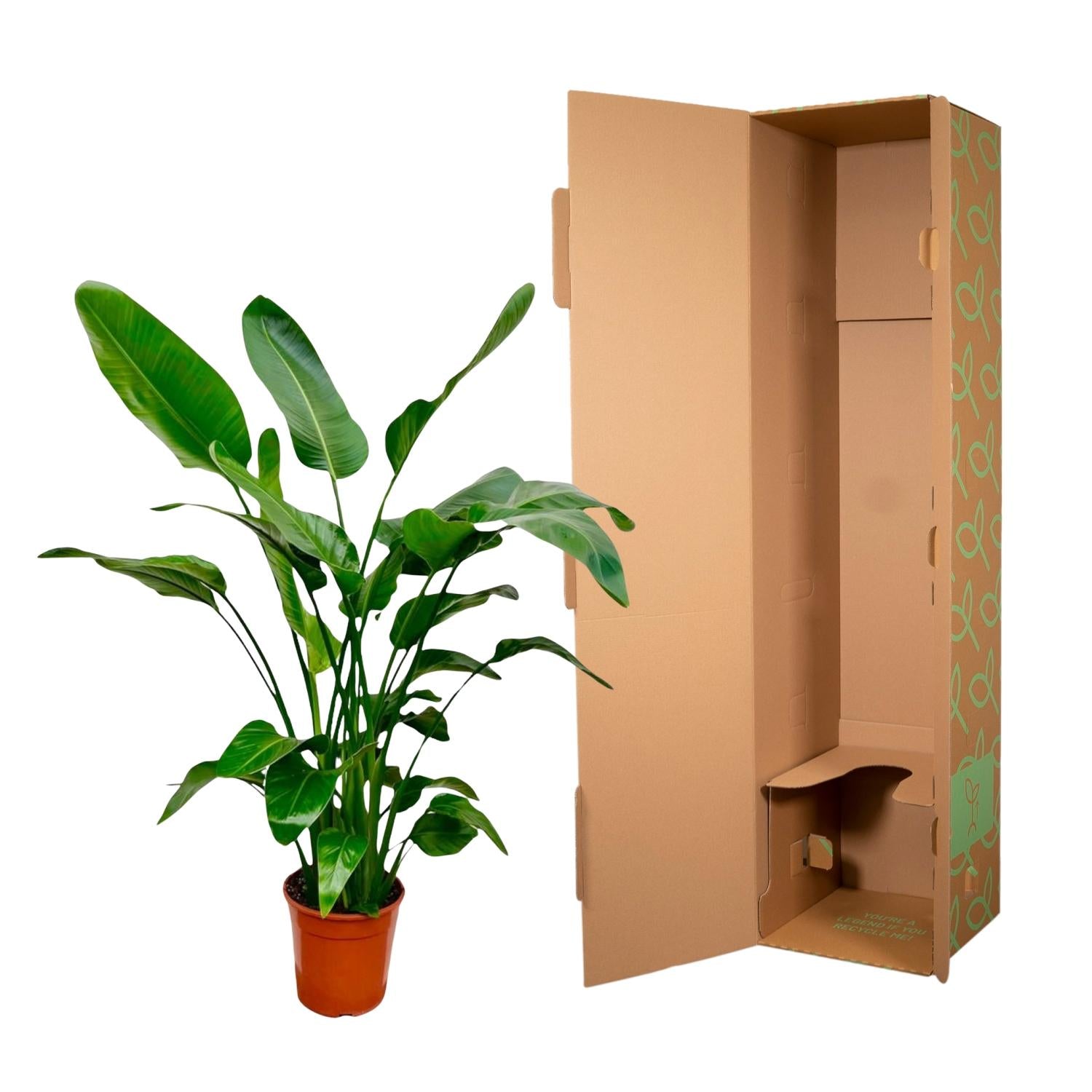 Baumstrelitzie – Strelitzia nicolai – 150 cm – Ø24 cm - Plantabulous