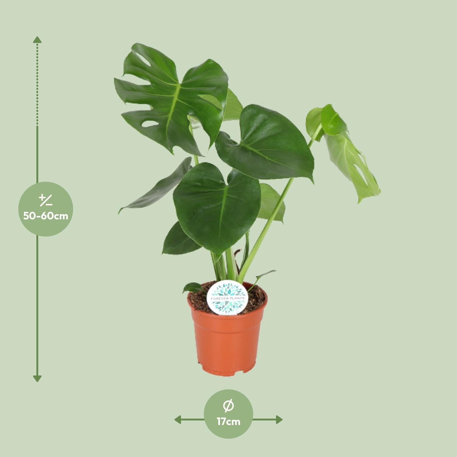 Fensterblatt – Monstera deliciosa – 55 cm – Ø17 cm - Plantabulous