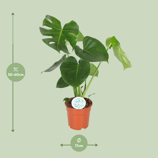 Fensterblatt – Monstera deliciosa – 55 cm – Ø17 cm - Plantabulous