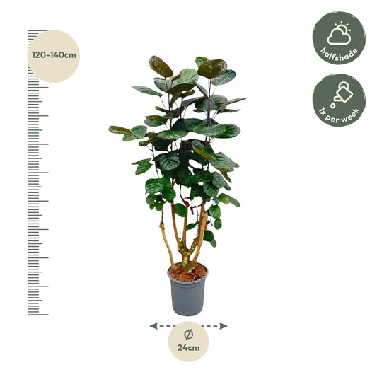 Aralienbaum – Polyscias scutellaria 'Fabian' – 130 cm – Ø24 cm - Plantabulous