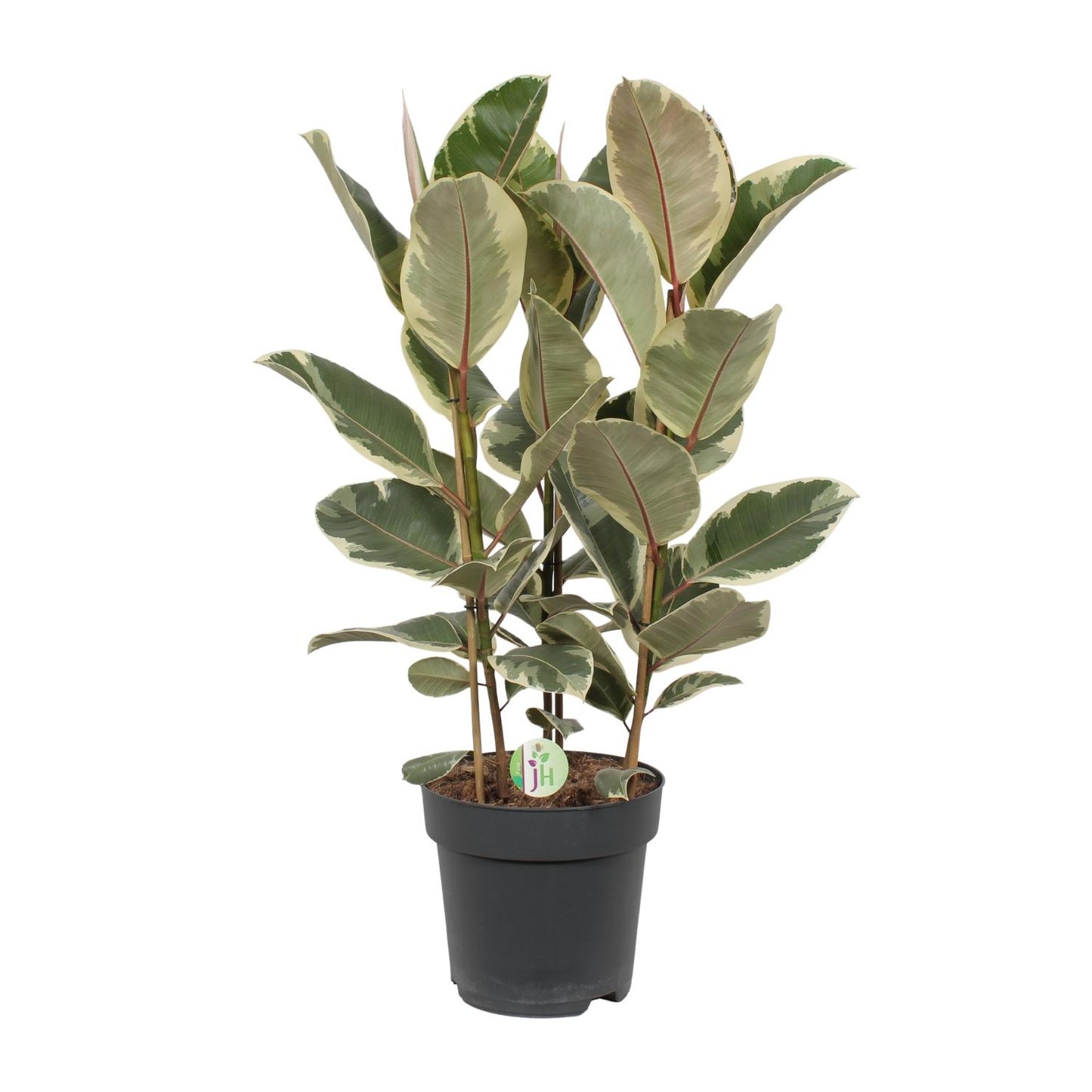 Gummibaum – Ficus 'Tineke' – ↑85 cm – Ø27 cm