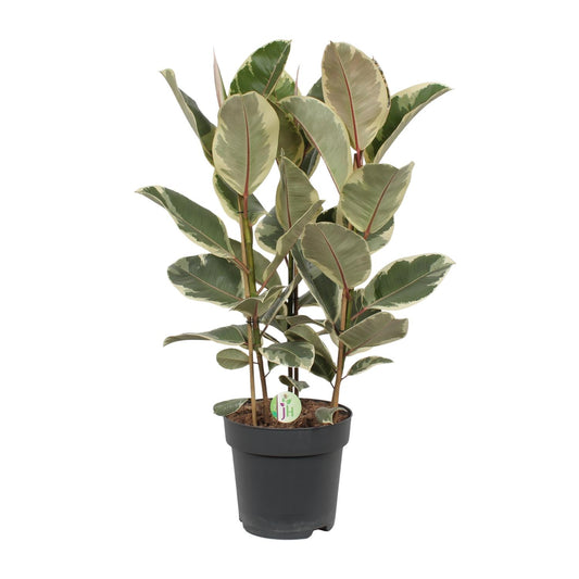 Gummibaum – Ficus 'Tineke' – ↑85 cm – Ø27 cm
