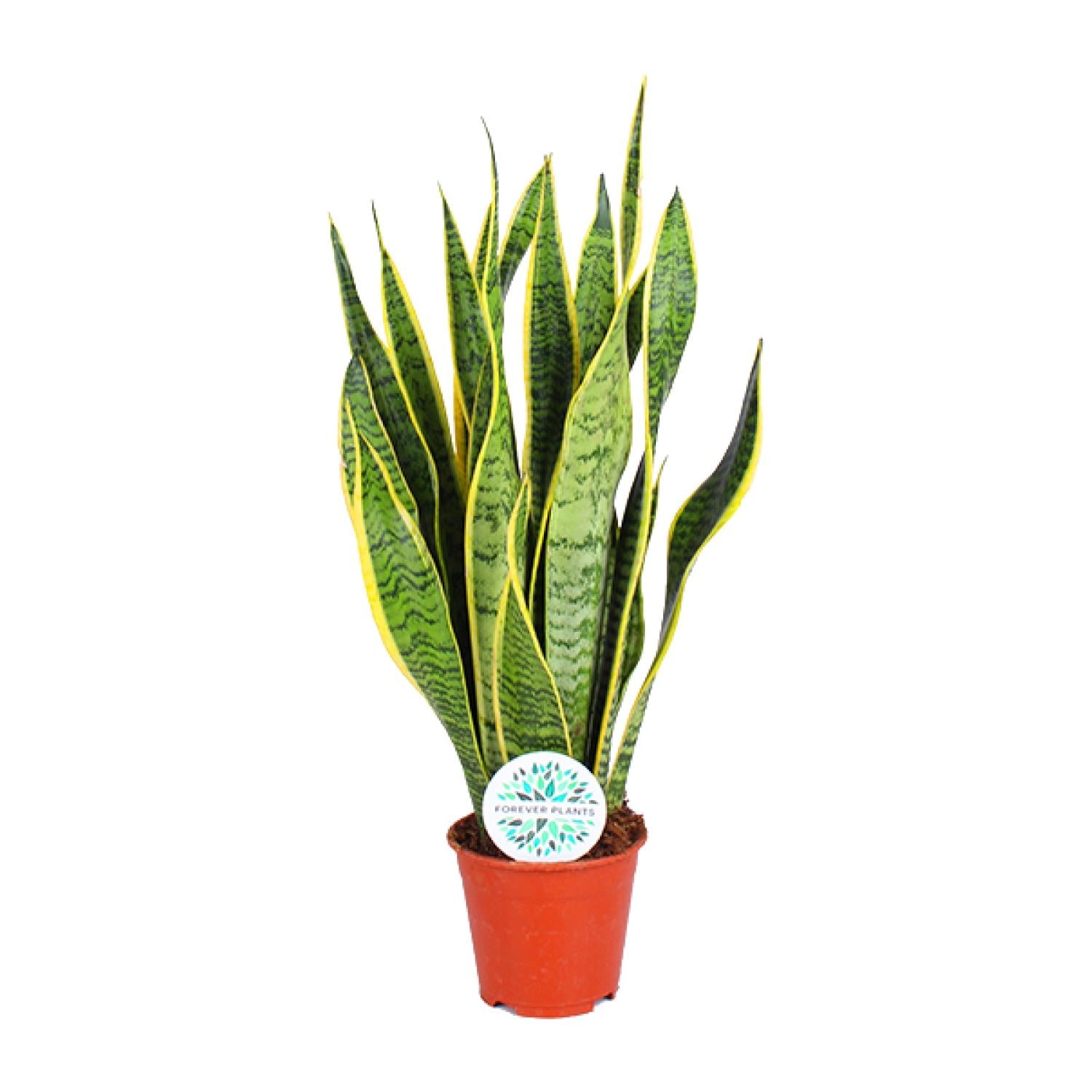 Bogenhanf – Sansevieria Trifasciata 'Laurentii' - Plantabulous