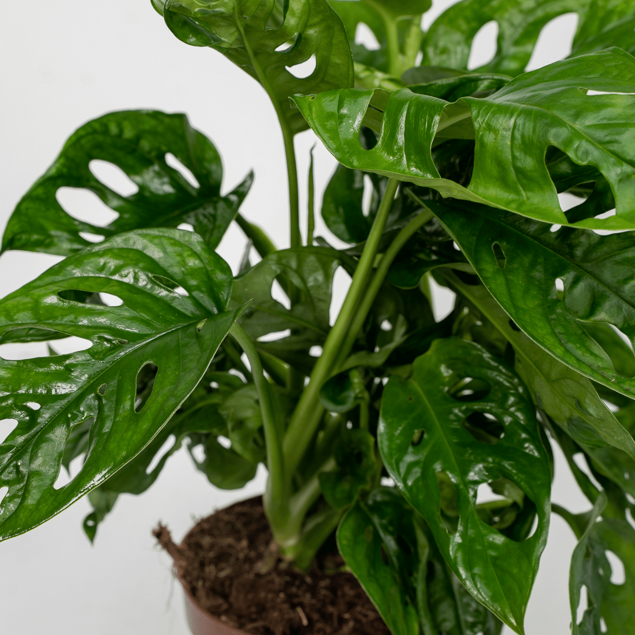 Pflanzen Set – 2 Pflanzen – Lochpflanze – Monstera 'Monkey Leaf' – ↑30 cm – Ø12 cm