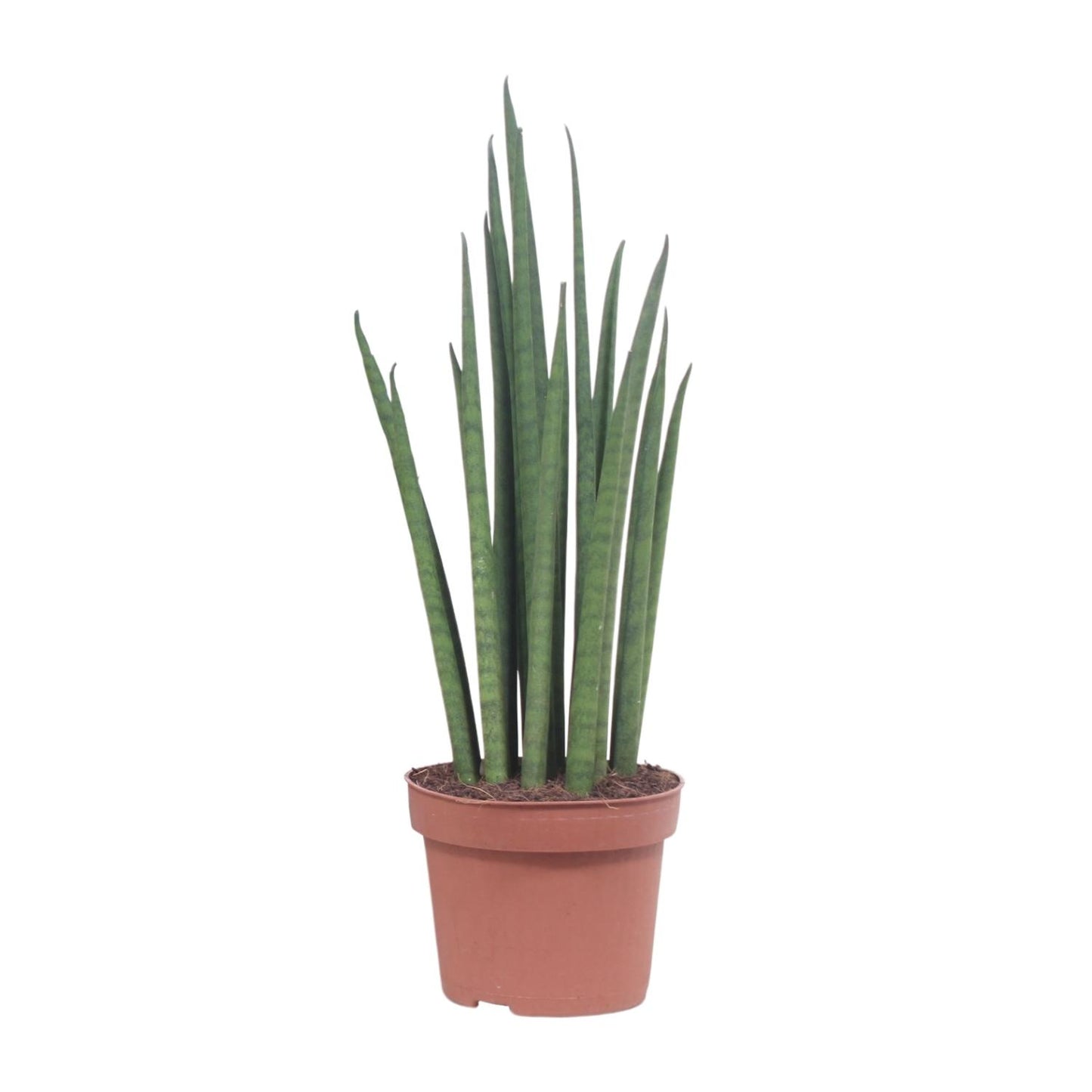 Bogenhanf – Sansevieria 'Mikado' – ↑40 cm – Ø12 cm