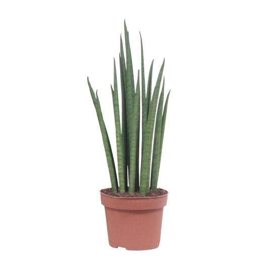 Bogenhanf – Sansevieria 'Mikado' – ↑40 cm – Ø12 cm