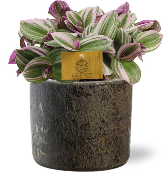 Tradescantia Nanouk - Ø15cm - ↕25cm + Maas Pot D16x14cm - Braun - Plantabulous