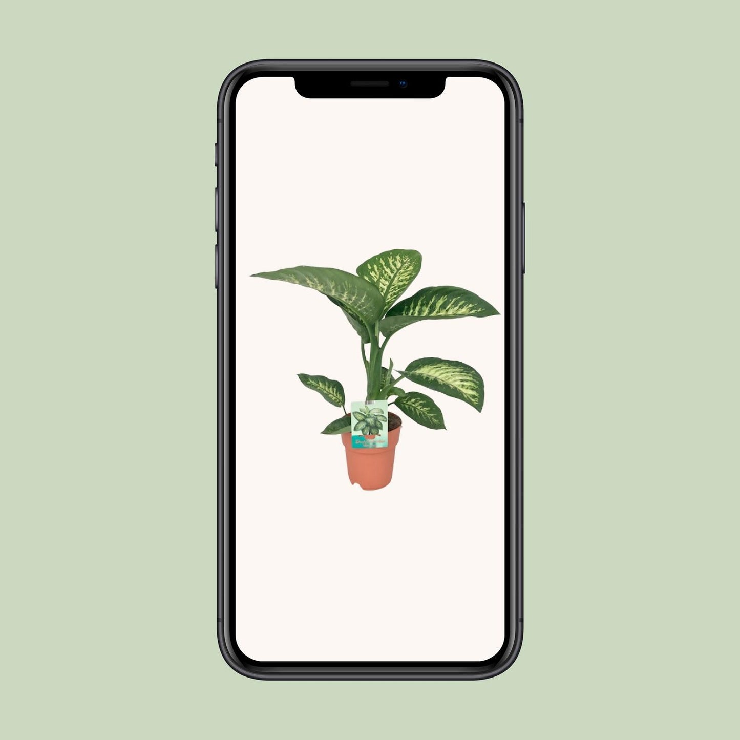 Dieffenbachie – Dieffenbachia Seguine 'Tropic Snow' – ↑70 cm – Ø19 cm