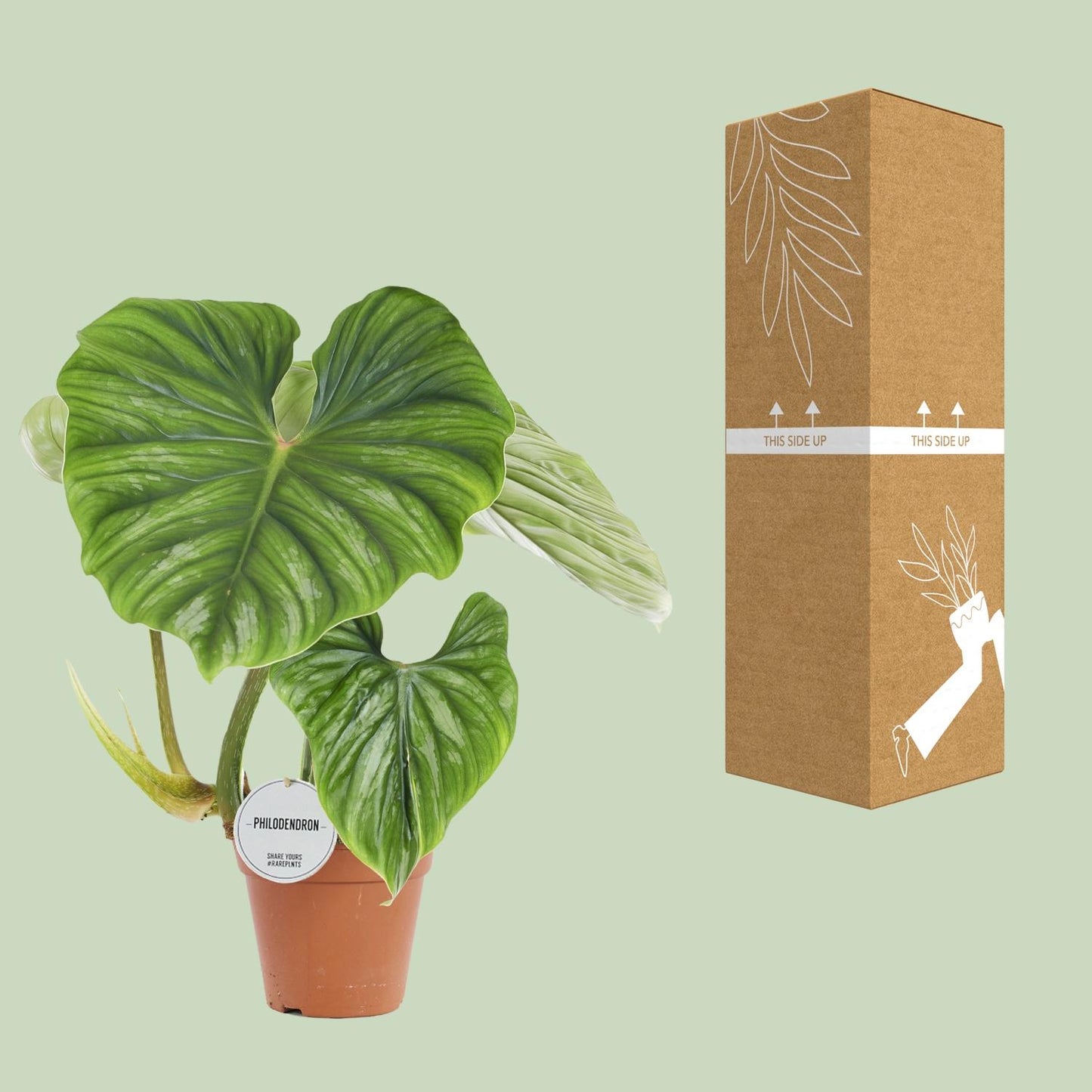 Philodendron Plowmanii - Ø15cm - ↕50cm - Plantabulous
