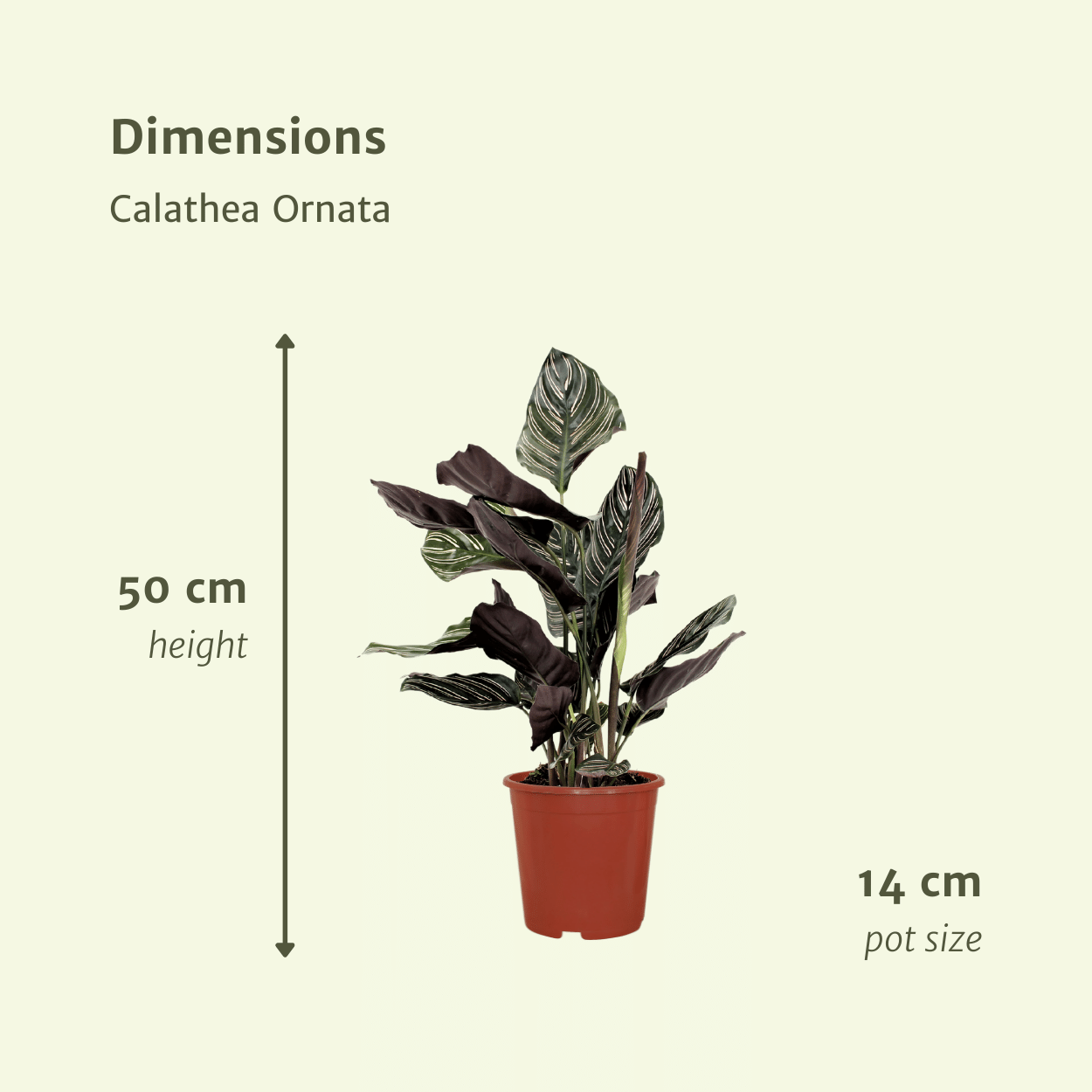 Pflanzen Set - 2 Pflanzen - Korbmarante - Calathea Ornata - ↑50cm - Ø14 cm