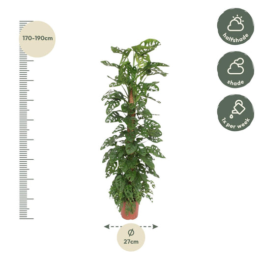 Fensterblatt am Moosstab – Monstera adansonii 'Monkey Leaf'  – 180 cm – Ø27 cm - Plantabulous