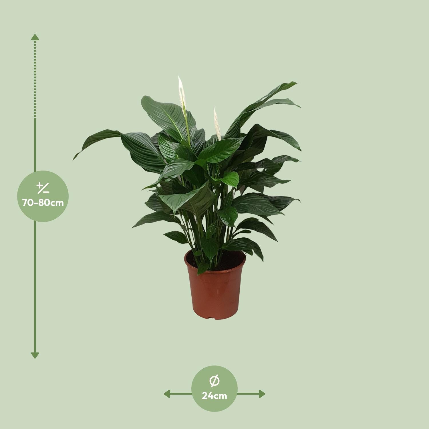 Spathiphyllum Sweet Silvana - Ø24cm - ↕80cm - Plantabulous