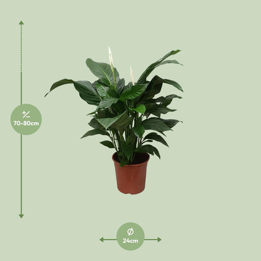 Spathiphyllum Sweet Silvana - Ø24cm - ↕80cm - Plantabulous