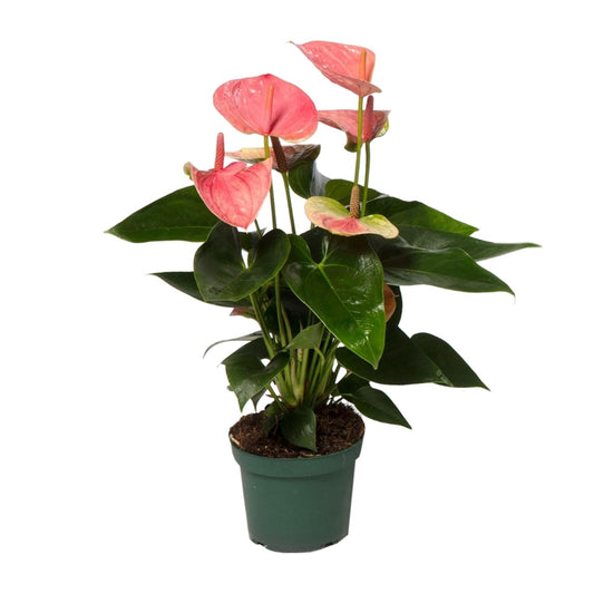 Anthurium Sweet Dream - Ø12cm - ↕35cm - Plantabulous