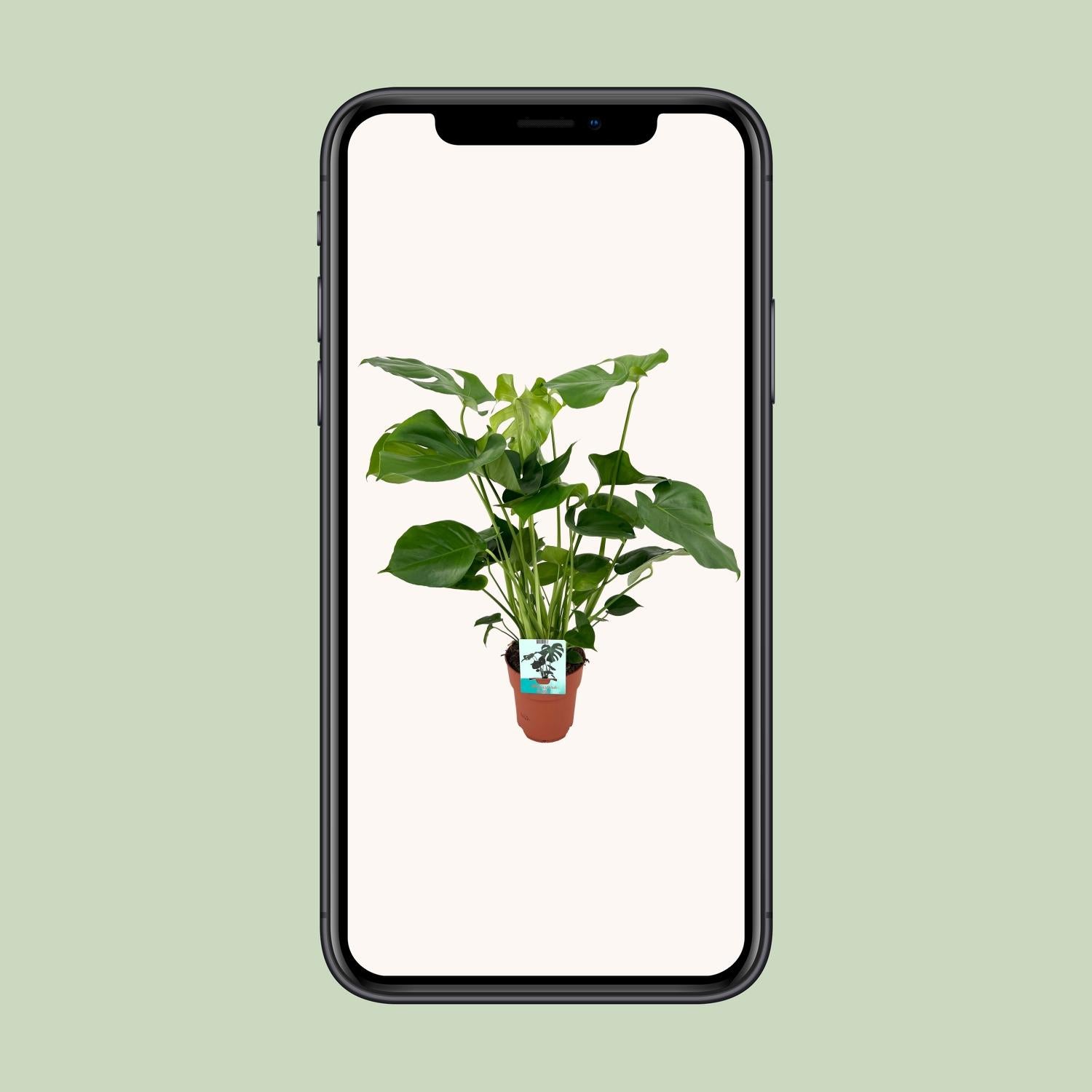 Fensterblatt – Monstera deliciosa – 60 cm – Ø19 cm - Plantabulous