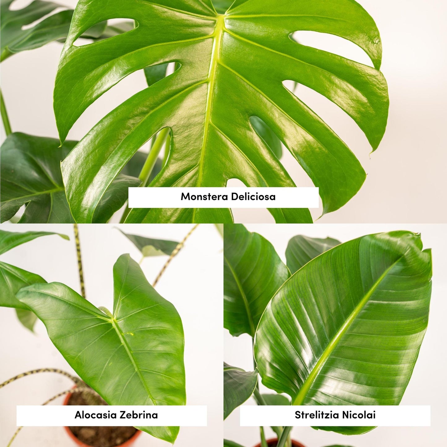 Pflanzen Set – 3 Pflanzen - Monstera Deliciosa - 75cm - Ø21cm - Alocasia Zebrina - 75cm - Ø19cm - Strelitzia Nicolai - 85cm - Ø19cm - Plantabulous