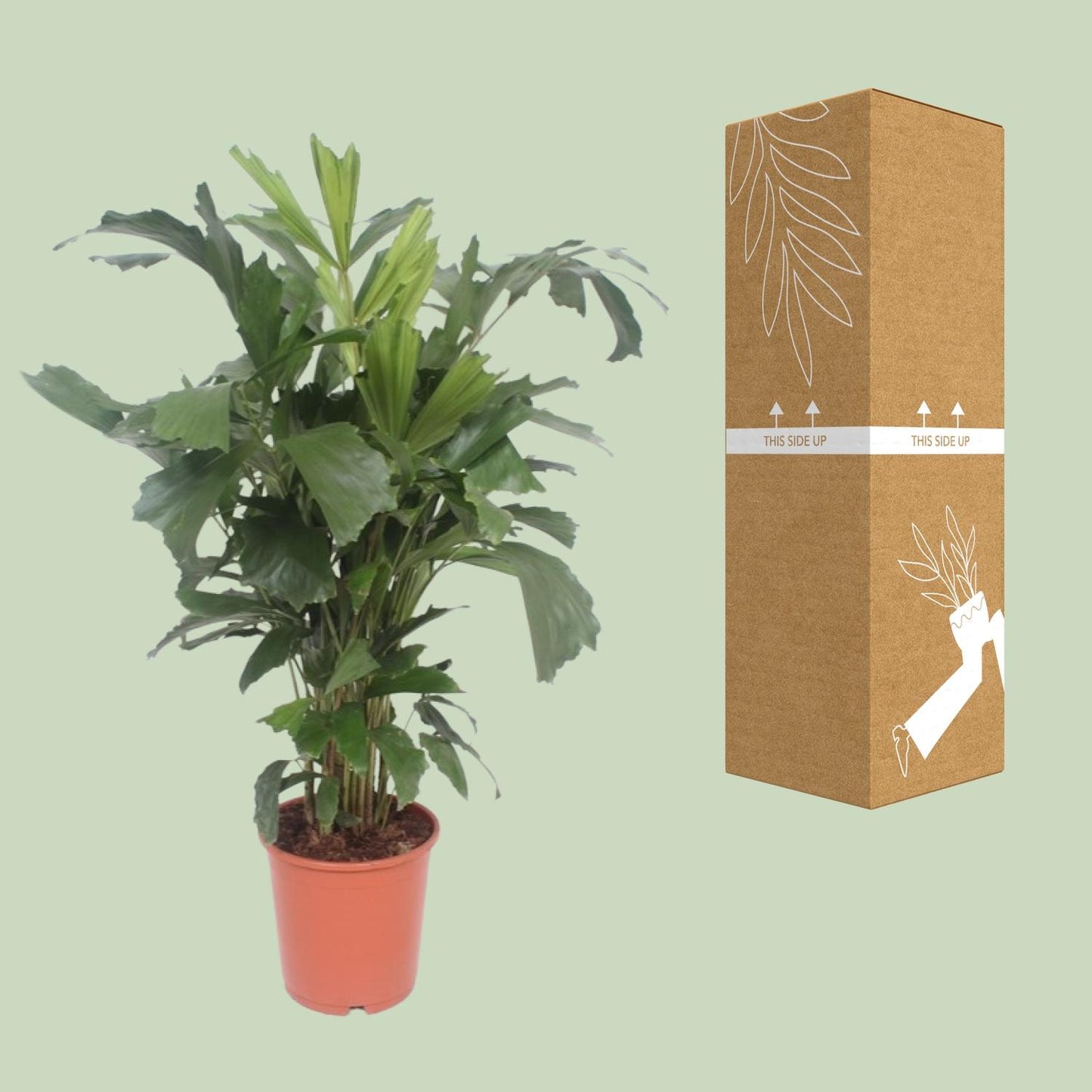 Fischschwanzpalme – Caryota Mitis – ↑110 cm – Ø24 cm