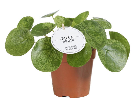 Pilea Mojito - Ø13cm - ↕20cm - Plantabulous