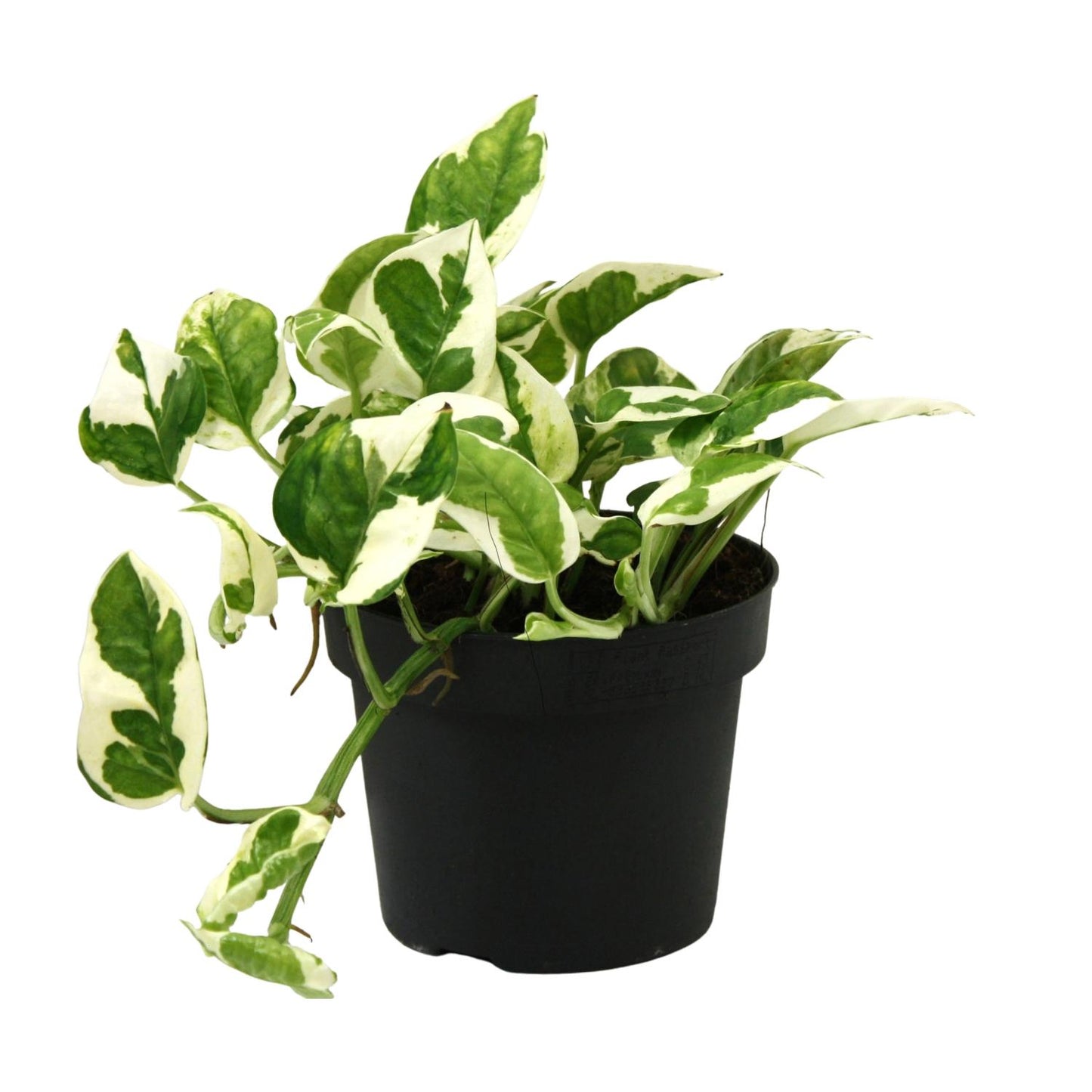 Scindapsus (Epipremnum) N'joy - Ø12cm - ↕15cm - Plantabulous