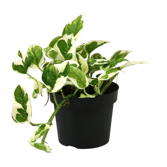 Scindapsus (Epipremnum) N'joy - Ø12cm - ↕15cm - Plantabulous