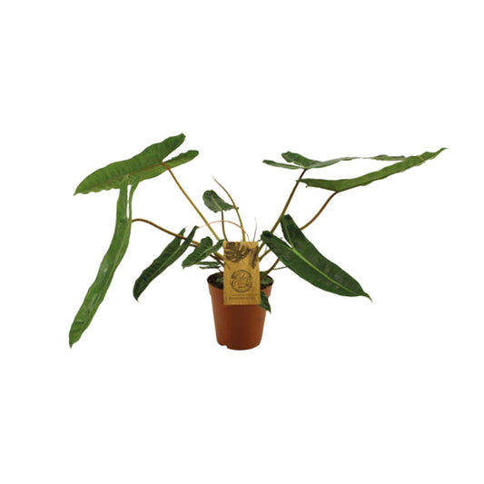 Philodendron Billetiae - Ø15cm - ↕50cm - Plantabulous