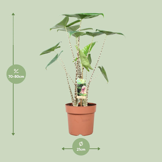 Pfeilblatt – Alocasia 'Zebrina' – ↑80 cm – Ø21 cm
