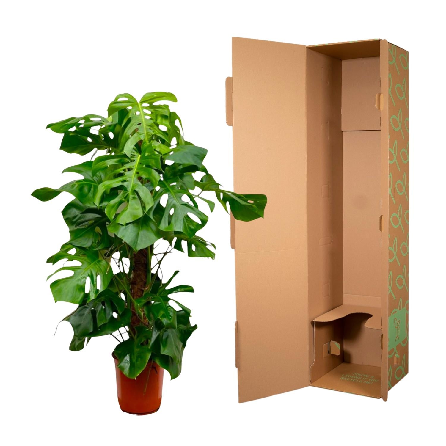 Fensterblatt – Monstera deliciosa – 150 cm – Ø27 cm - Plantabulous