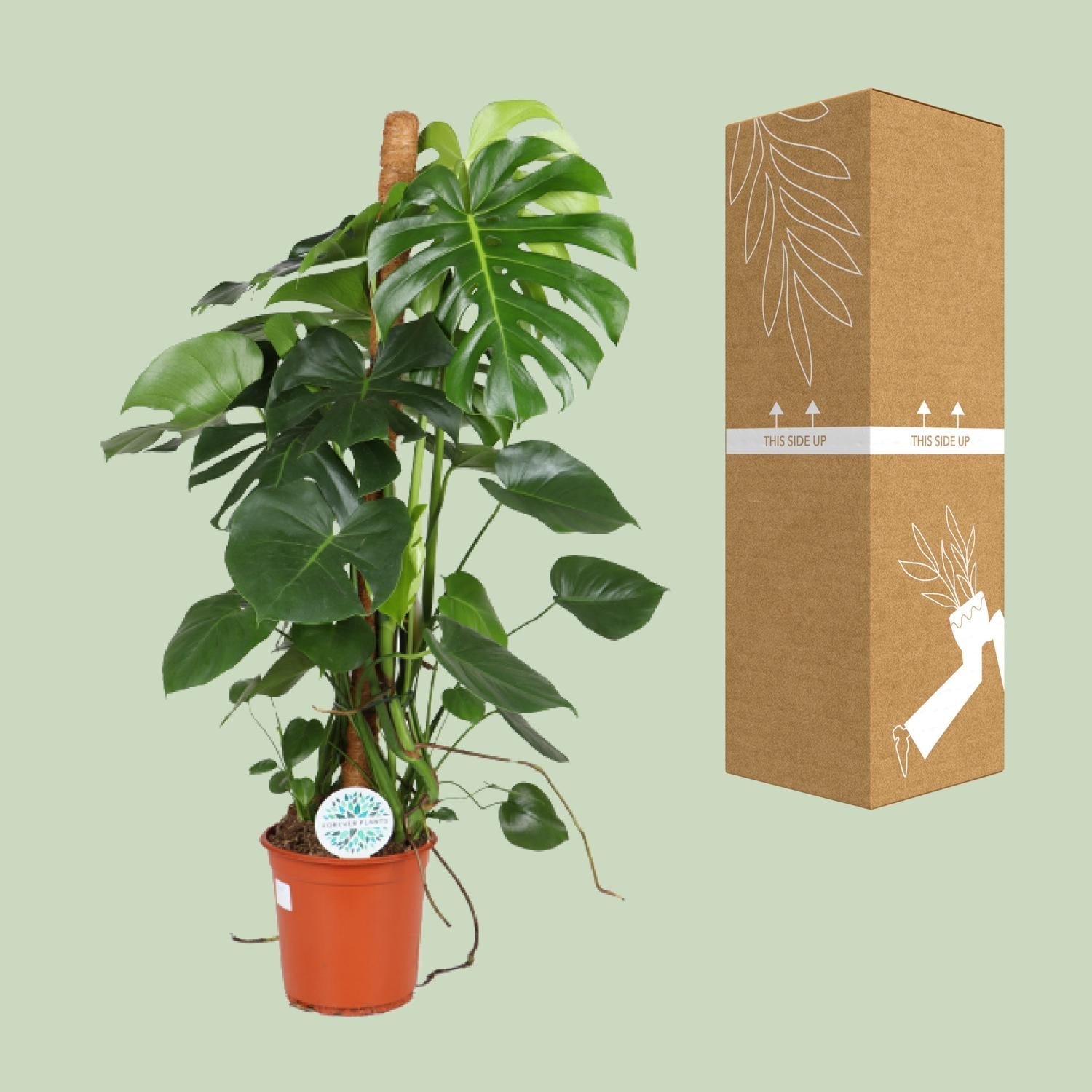Monstera Deliciosa - Ø24cm - ↕105cm - Plantabulous