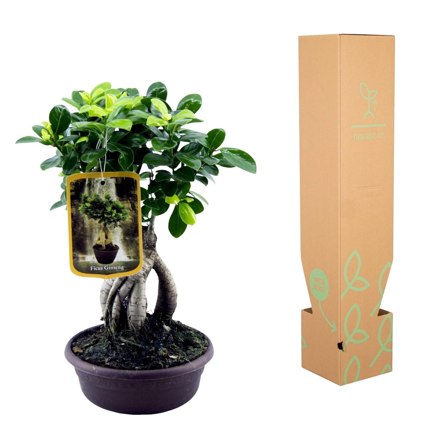 Lorbeerfeige – Ficus microcarpa 'Ginseng' – 30 cm – Ø17 cm - Plantabulous