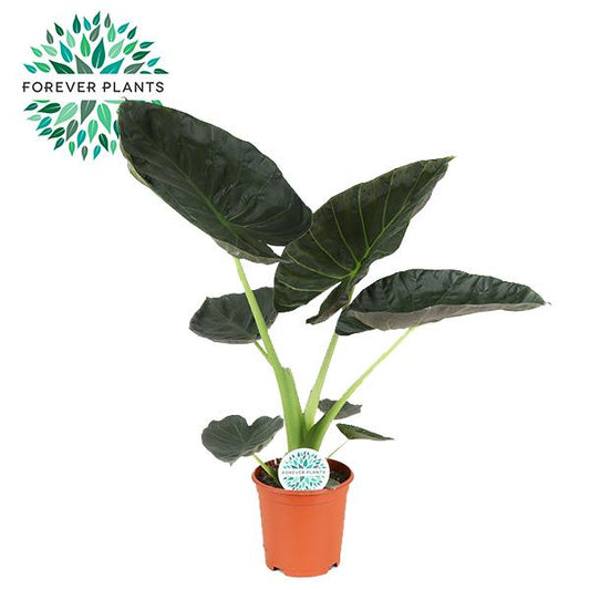 Alocasia Regal Shield - Ø21cm - ↕90cm - Plantabulous
