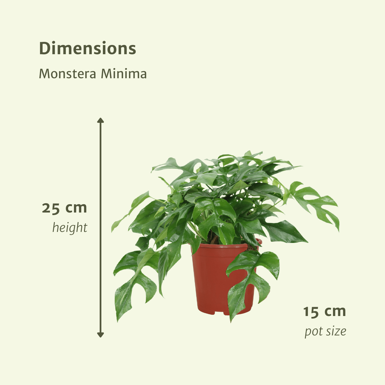 Pflanzen Set – 2 Pflanzen – Lochpflanze – Monstera 'Minima' – ↑30 cm – Ø15 cm