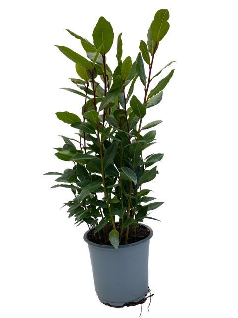 Laurus Nobilis - Ø14cm - ↕35cm - Plantabulous
