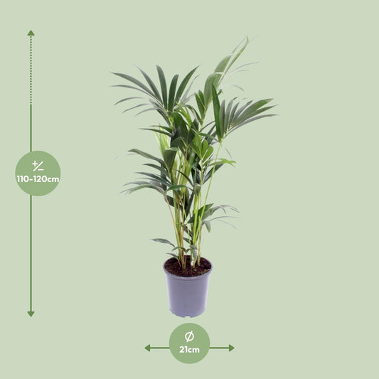 Kentia-Palme – Howea Forsteriana – ↑120 cm – Ø21 cm