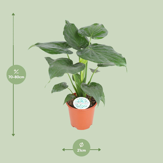 Alocasia Cucullata - Ø21cm - ↕80cm - Plantabulous