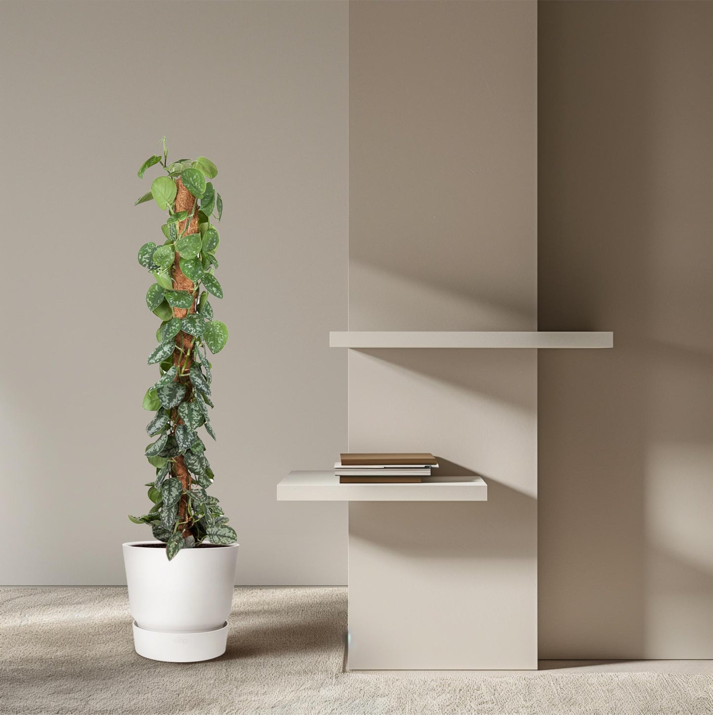 Efeutute am Moosstab – Epipremnum pictum 'Trebie' – 150 cm – Ø27 cm - Plantabulous