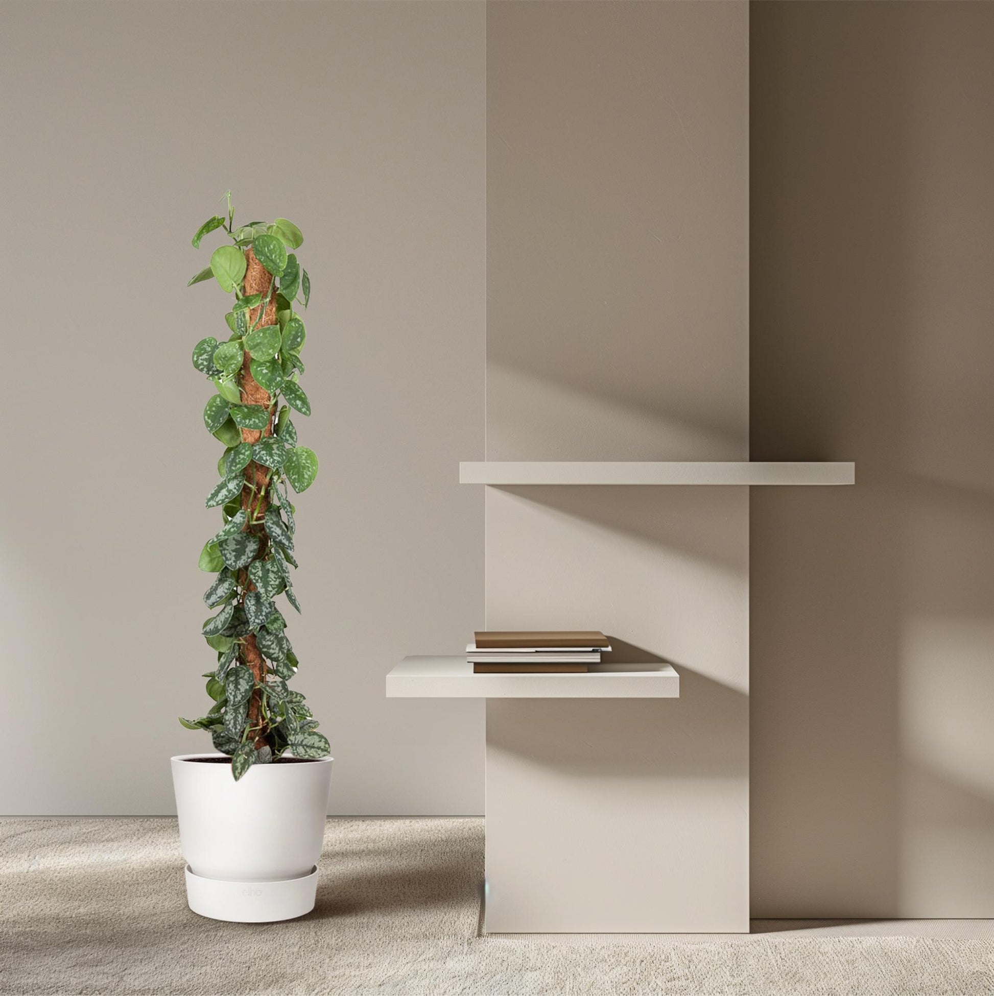 Efeutute am Moosstab – Epipremnum pictum 'Trebie' – 150 cm – Ø27 cm - Plantabulous