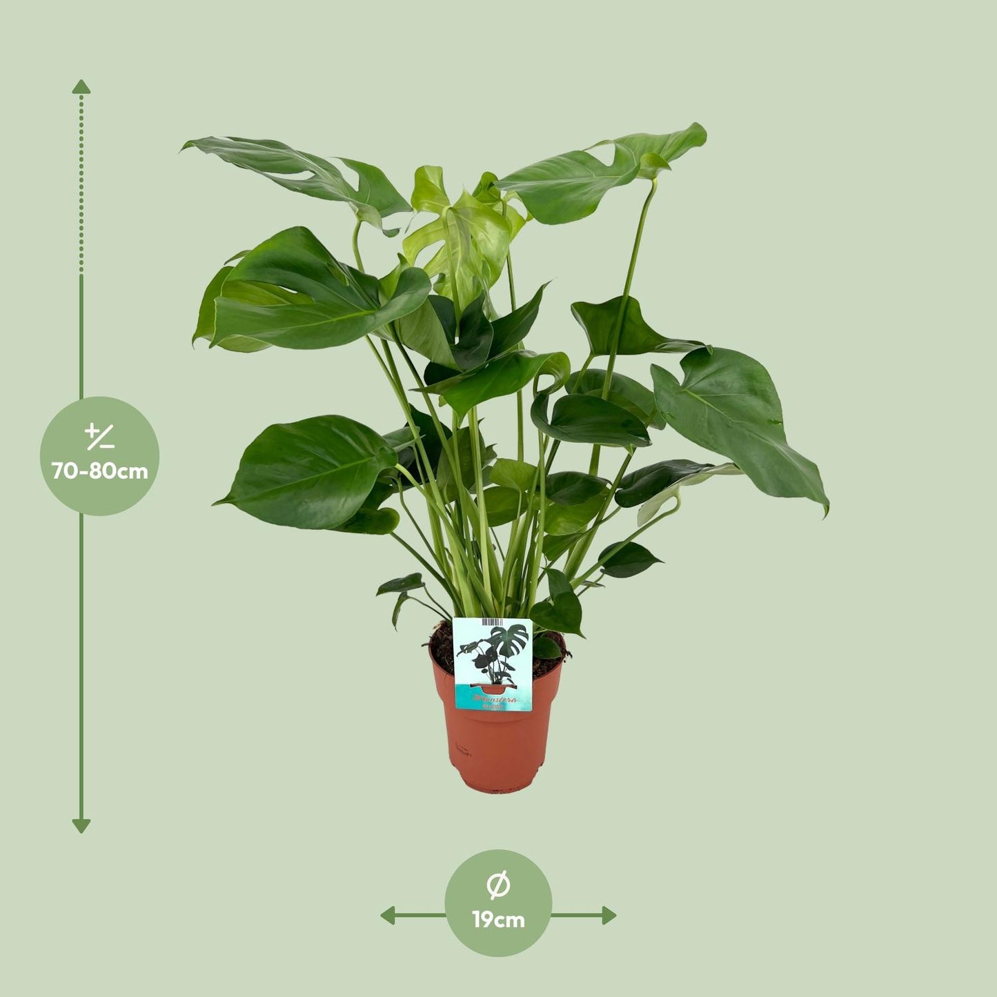 Fensterblatt – Monstera deliciosa – 60 cm – Ø19 cm - Plantabulous