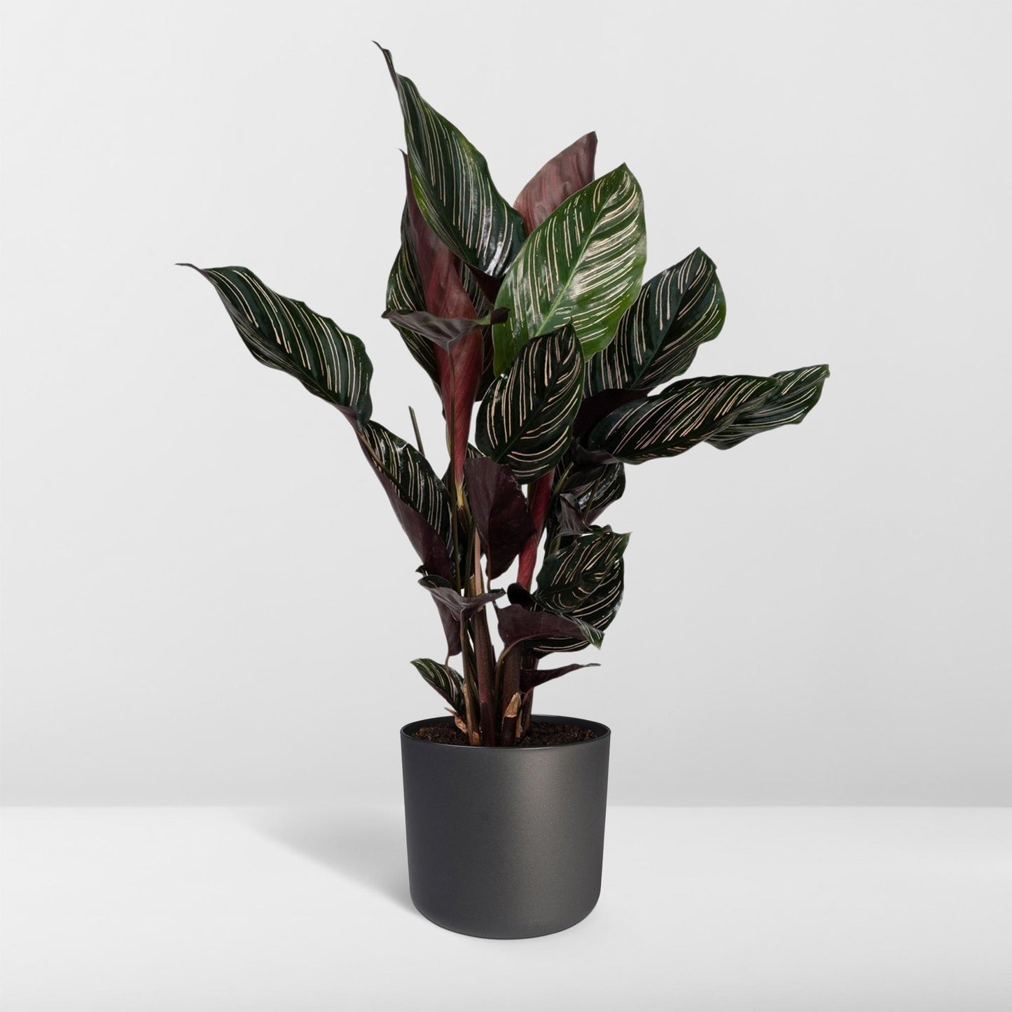 Korbmarante – Calathea ornata – 50 cm – Ø14 cm - Plantabulous