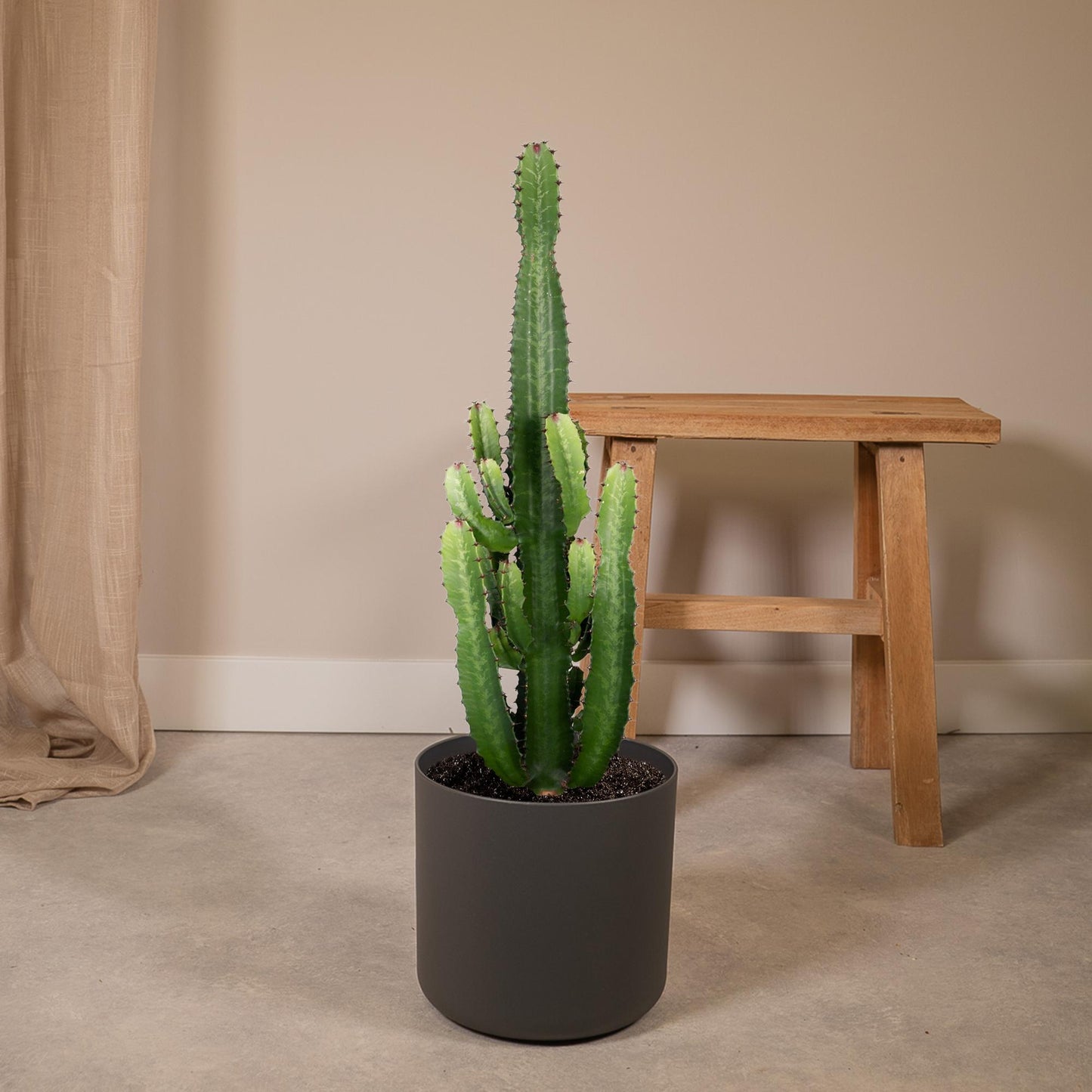 Wolfsmilch – Euphorbia Acrurensis – ↑60 cm – Ø24 cm