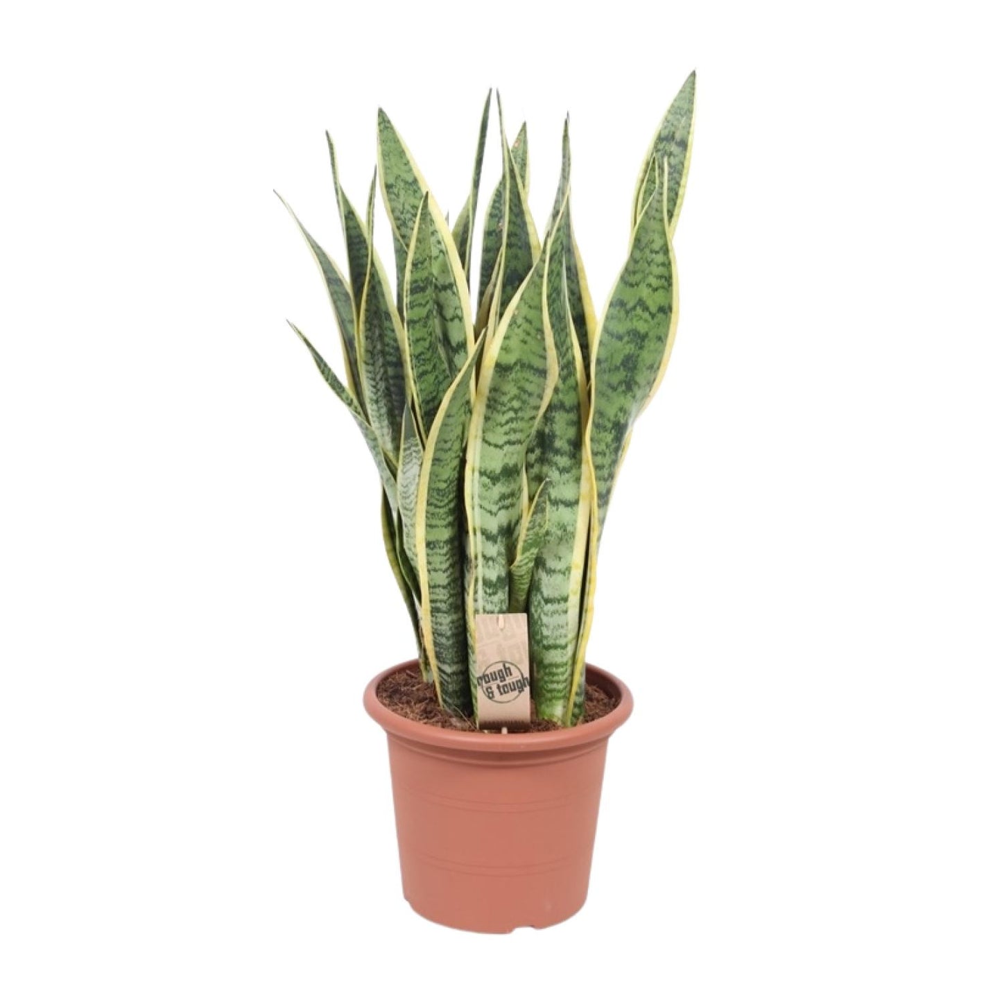Bogenhanf – Sansevieria Trifasciata Laurentii – ↑85 cm – Ø25 cm