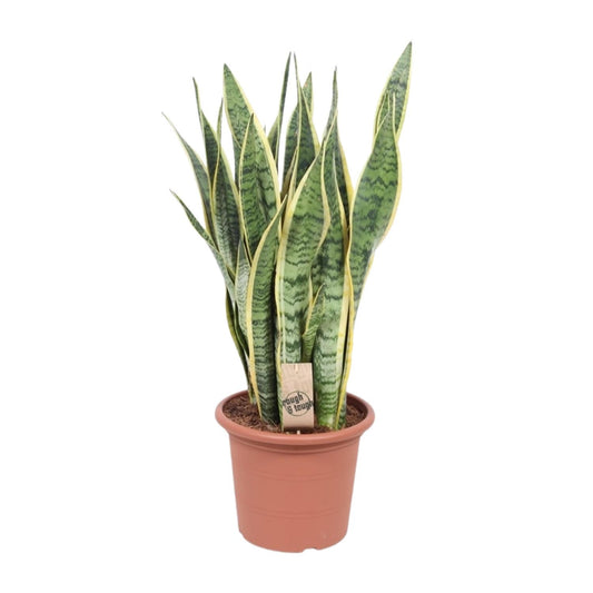 Bogenhanf – Sansevieria Trifasciata Laurentii – ↑85 cm – Ø25 cm