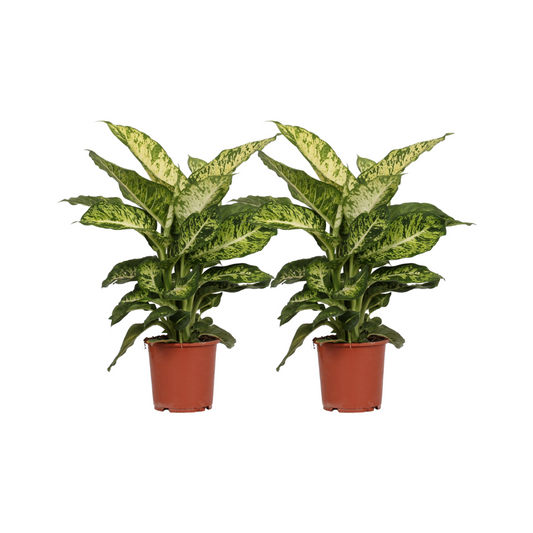 Dieffenbachia Mars - 2 Stücke - Ø17cm - ↕50cm - Plantabulous